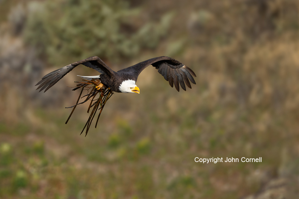 Bald Eagle;Eagle;Flying Bird;Haliaeetus leucocephalus;Nesting Material;Photography;action;active;aloft;behavior;birds;color image;flight;fly;flying;in flight;motion;movement;one animal;soar;soaring;wing;winged;wings